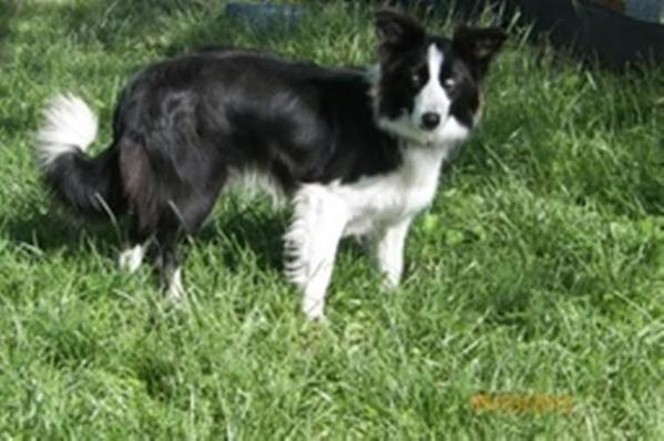 Sparks Sparkle ABC 363802 | Border Collie 