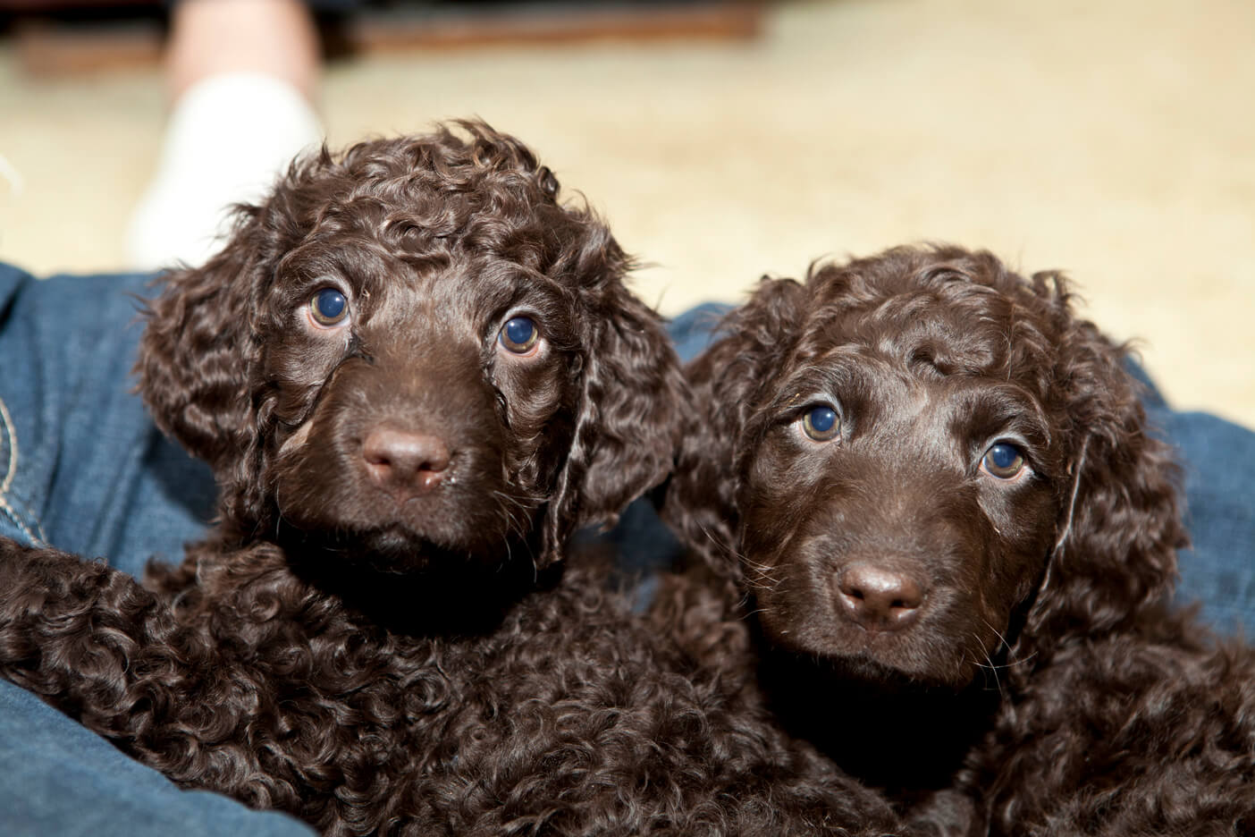 Irish Water Spaniel