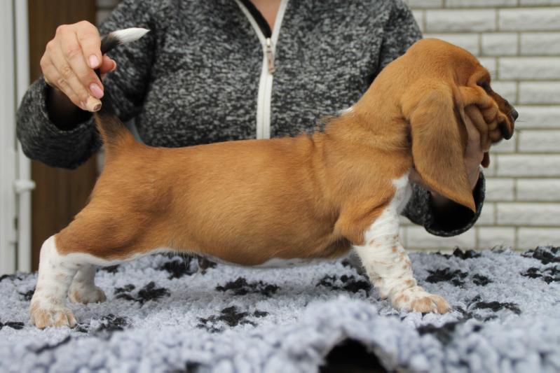 Candy Popcorn of charming Buddys | Basset Hound 