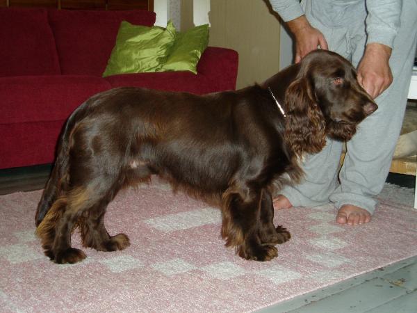 Icemint Kultakavaljeeri | Field Spaniel 