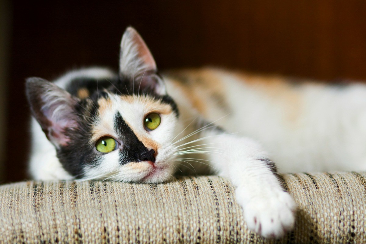 Mixed Breed Cats