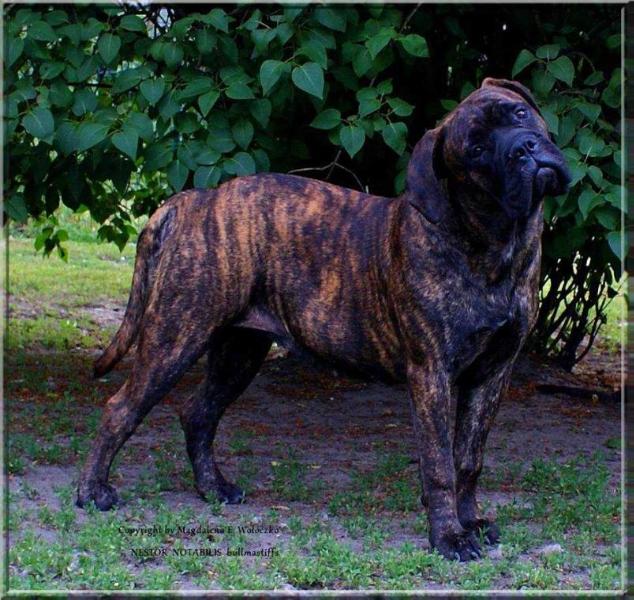 NINE NINE SEVEN II Nestor Notabilis | Bullmastiff 