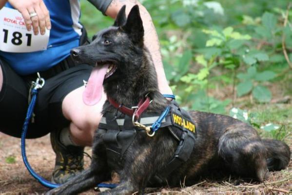 Xenia van de Vanstenow | Dutch Shepherd 