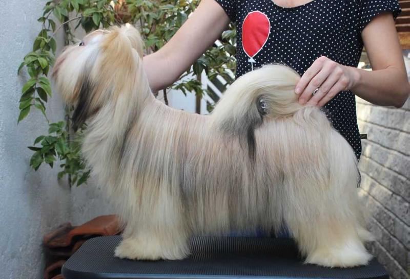 RMoretto Cane Chloe | Lhasa Apso 