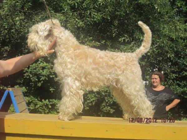 Easy Lover vom Galgenberg | Soft Coated Wheaten Terrier 