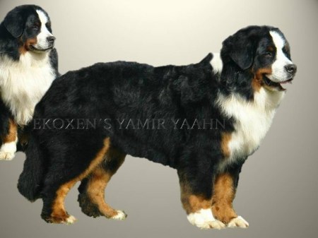 Ekoxens Yamir Yaahn | Bernese Mountain Dog 