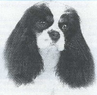 Azzaro de Norlys | Cavalier King Charles Spaniel 