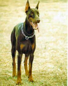 Izo Isachar v. Diaspora | Brown Doberman Pinscher