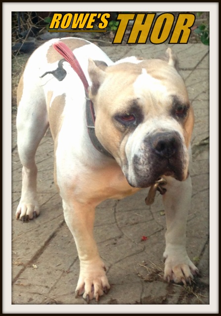 Rowe's THOR | American Bulldog 