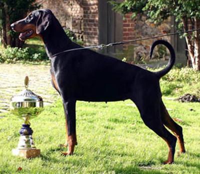 Alina v. Avenida | Black Doberman Pinscher