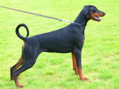 Belize v. Avenida | Black Doberman Pinscher