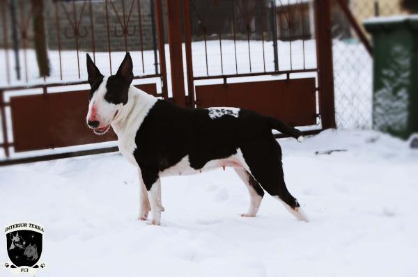 SWEET DREAMS Ex Se Natus | Bull Terrier 