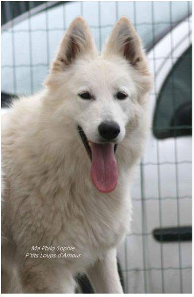 Ma Philo Sophie P'tits Loups d'Amour | White Swiss Shepherd Dog 