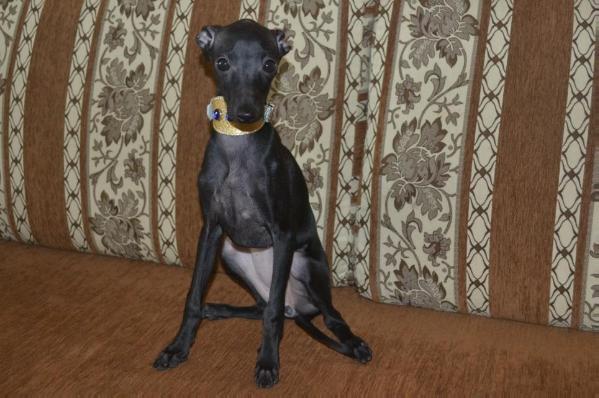 Zhemchuzhina Dona Valencia | Italian Greyhound 