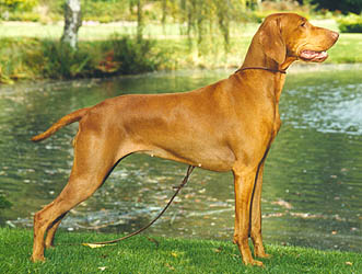 Sharmarkasch Dozsa | Hungarian Vizsla 