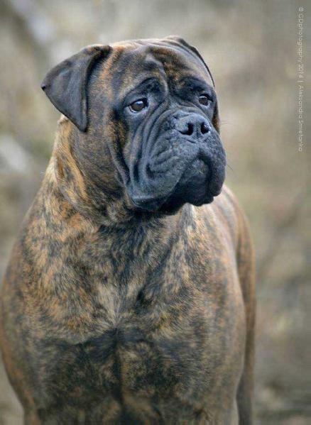 Full House Alabama | Bullmastiff 