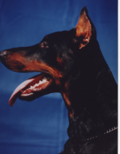 Anrico v. Gerdautal | Black Doberman Pinscher