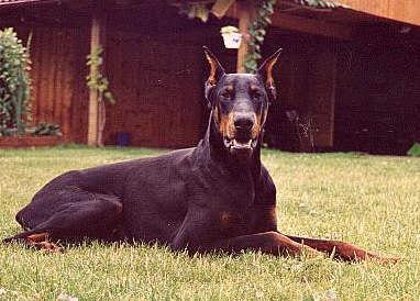 Bismarck v. Gerdautal | Black Doberman Pinscher