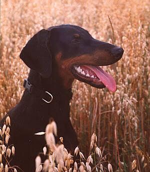 Bakira v. Gerdautal | Black Doberman Pinscher