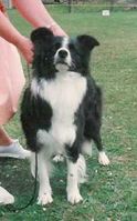 Kerrybrent Dark Crystal | Border Collie 