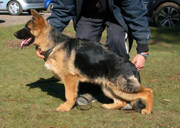 Tramella Noodle | German Shepherd Dog 