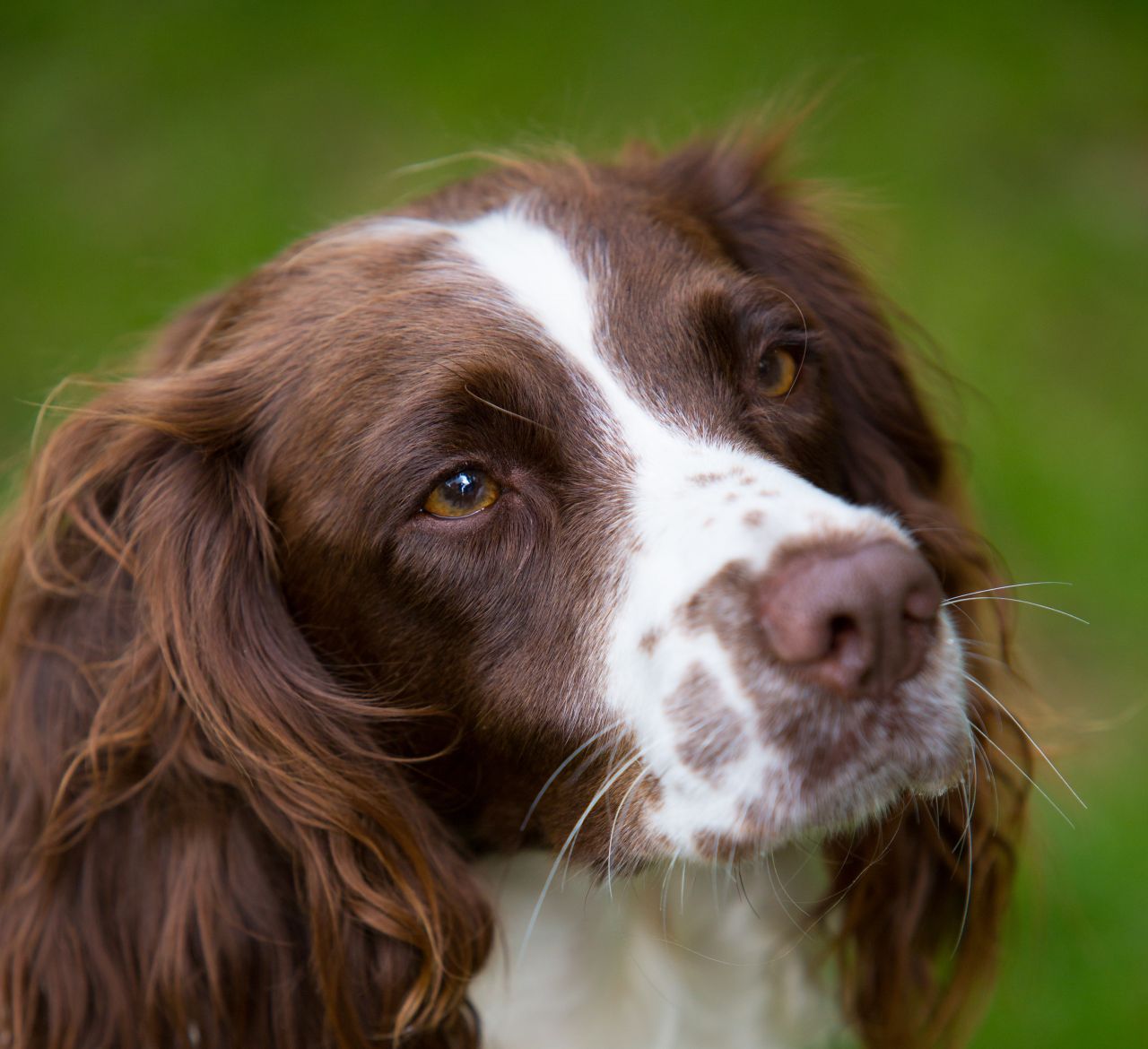 English Springer Spaniel