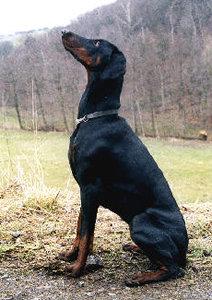 Brandy v. Gerdautal | Black Doberman Pinscher