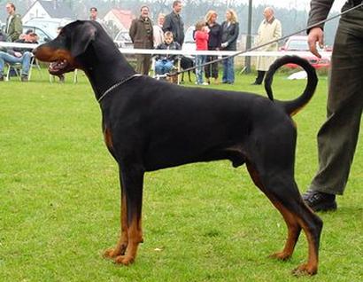 Calando v. Gerdautal | Black Doberman Pinscher