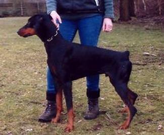 Camino v. Gerdautal | Black Doberman Pinscher