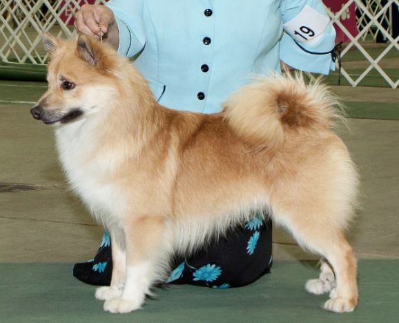 Isneista Alspora Snati of Bayshore | Icelandic Sheepdog 