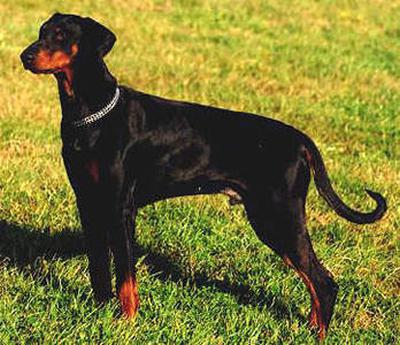 Camacho v. Gerdautal | Black Doberman Pinscher