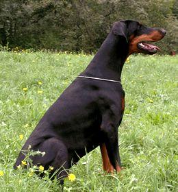 Camina v. Gerdautal | Black Doberman Pinscher