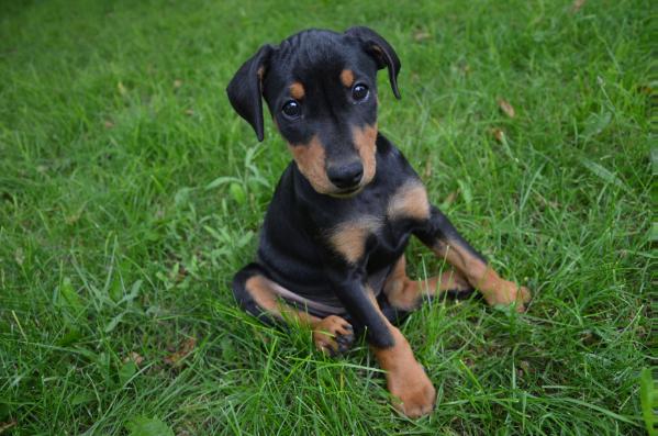 GLAMOUR FROM Star of Elune | German Pinscher 