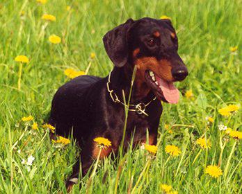 Cathalina v. Gerdautal | Black Doberman Pinscher