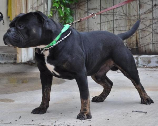 Gargoyle's Ogre | Olde English Bulldogge 