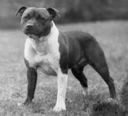 Trawden Copper's Dream | Staffordshire Bull Terrier 