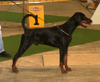 Escudo v. Gerdautal | Black Doberman Pinscher