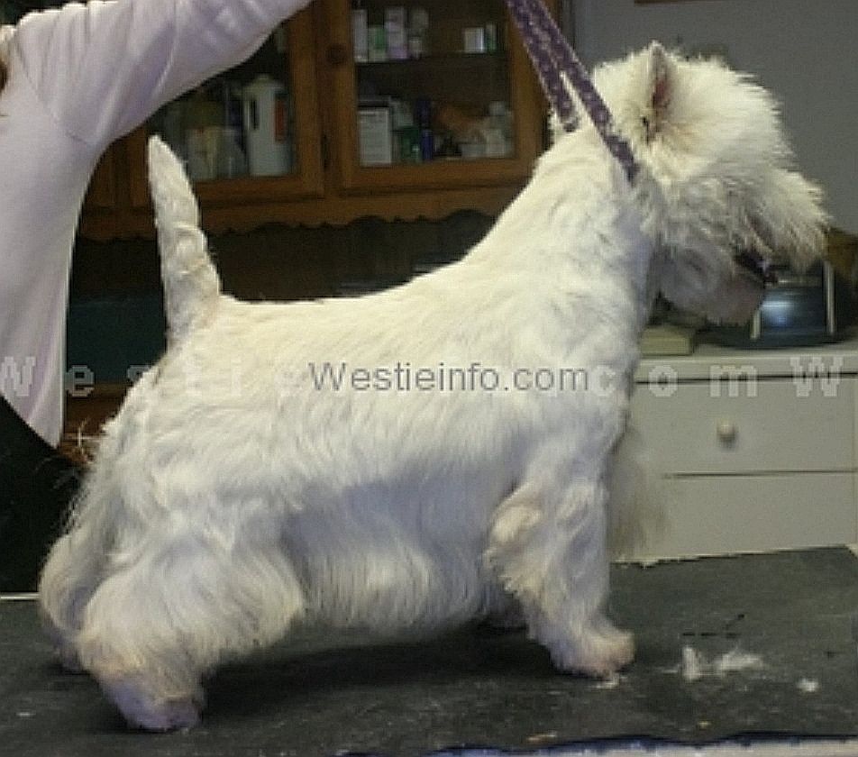 Casanova du Moulin de Mac Gregorr | West Highland White Terrier 