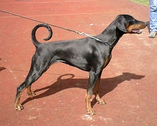 Emmie v. Gerdautal | Black Doberman Pinscher