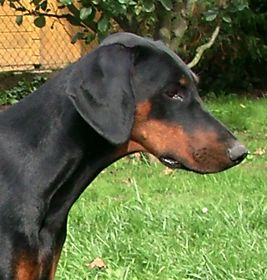 Evita v. Gerdautal | Black Doberman Pinscher