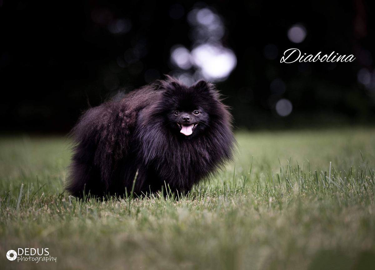 Fifi Ouro Party | German Spitz 