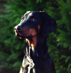 Equantara v. Gerdautal | Black Doberman Pinscher