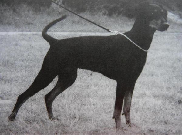 Duffyco's HANNA | German Pinscher 