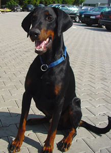 Falcko v. Gerdautal | Black Doberman Pinscher