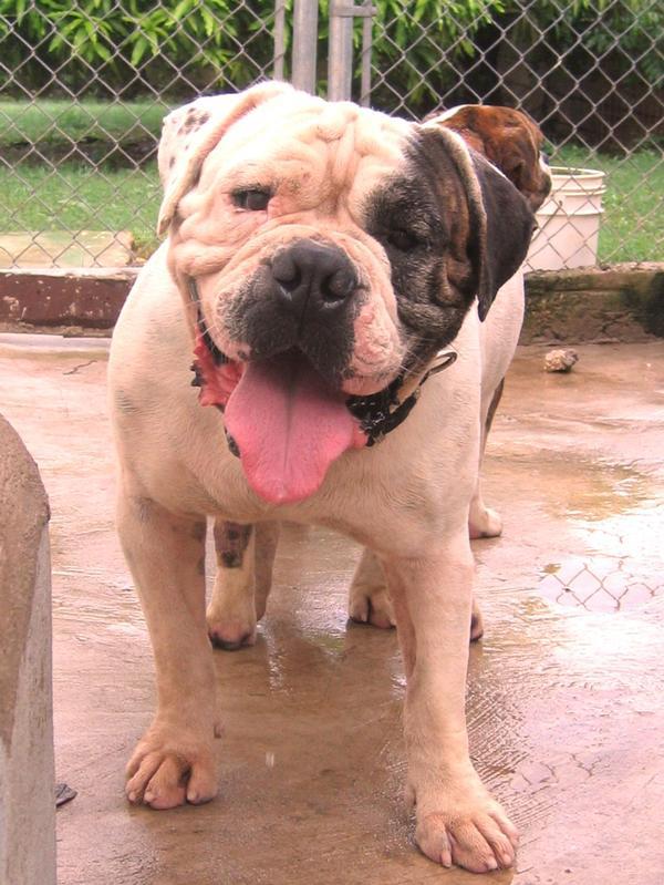 Jamrock Kennels Corky | Olde English Bulldogge 