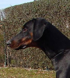 Gino v. Gerdautal | Black Doberman Pinscher