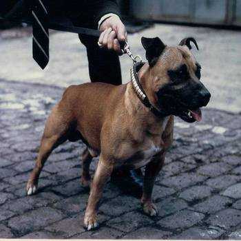 Buninyong Caesar | Staffordshire Bull Terrier 