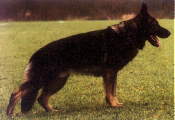 Fado von Karthago | German Shepherd Dog 