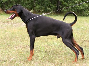 Italo v. Gerdautal | Black Doberman Pinscher