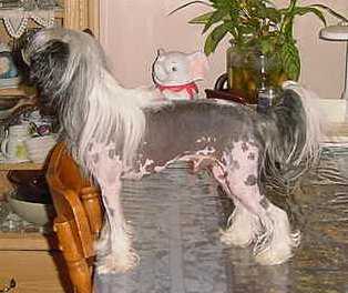 Alines Sir Smudge O' Sweetvalley | Chinese Crested 